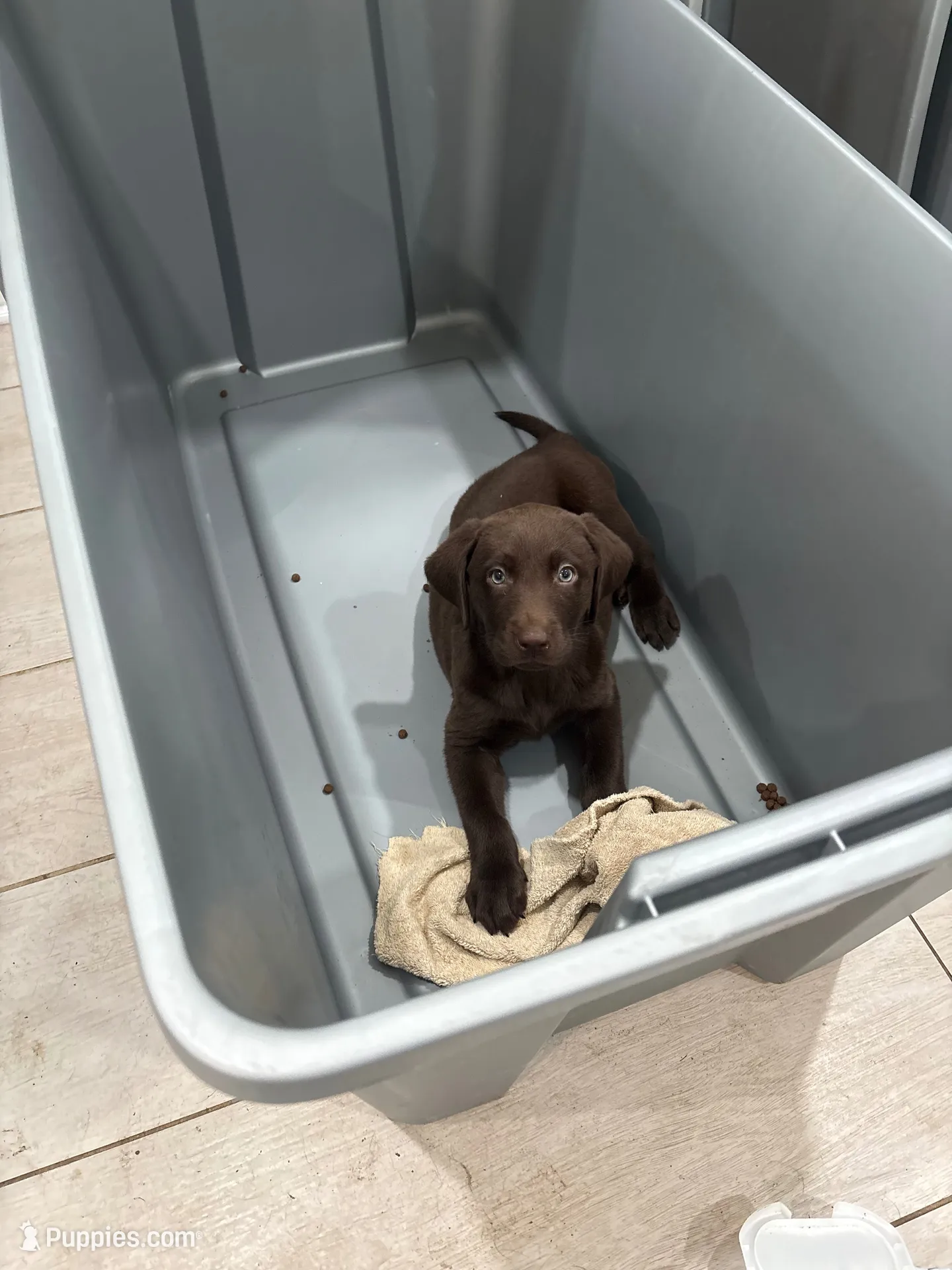 Chocolate Female Lab 7, a female Labrador Retriever for sale in Riverview, FL – 1 of 1