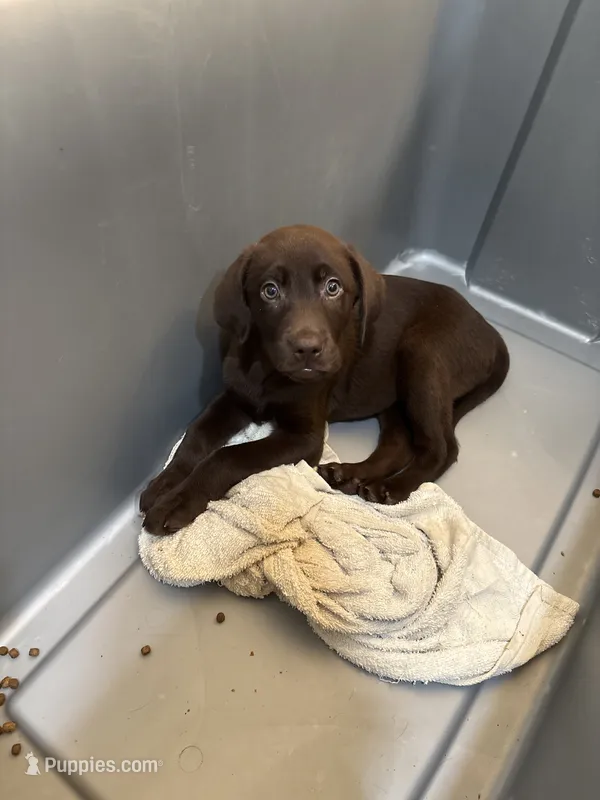 WEST Chocolate male Lab W-4 – Labrador Retriever puppy for sale in Riverview, FL