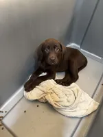 WEST Chocolate male Lab W-4, a male Labrador Retriever for sale in Riverview, FL – 1 of 1