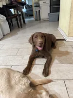 Chocolate Male Lab Pup “Rocky”, a male Labrador Retriever for sale in Riverview, FL – 2 of 5