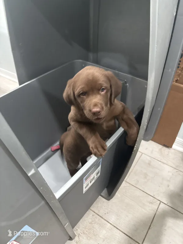 Chocolate Female tote 20 – Labrador Retriever puppy for sale in Riverview, FL