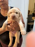 Yellow  Male Lab  #6, a male Labrador Retriever for sale in Riverview, FL – 1 of 1