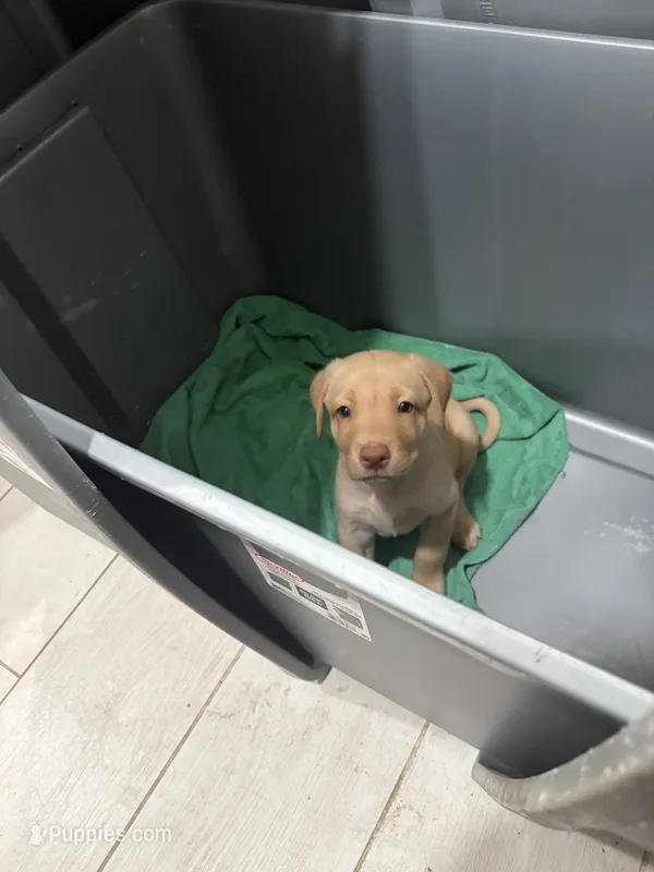 Yellow Female Lab Pup # 7 – Labrador Retriever puppy for sale in Riverview, FL