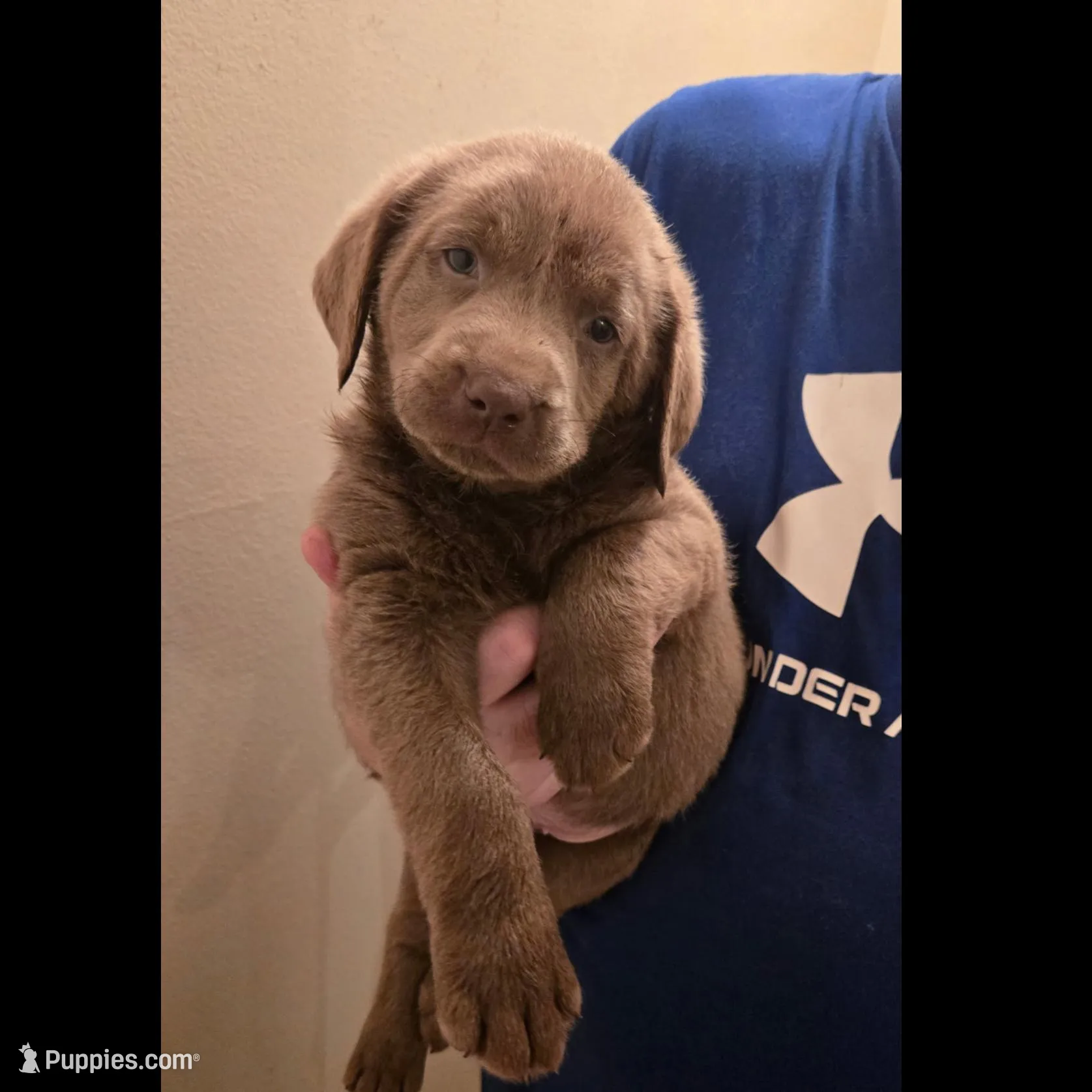 Silver Male Lab #1