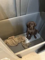 Chocolate Male 5, a male Labrador Retriever for sale in Riverview, FL – 1 of 1