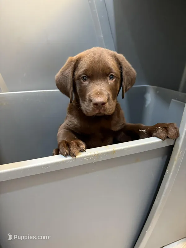 Chocolate Male 15 – Labrador Retriever puppy for sale in Riverview, FL