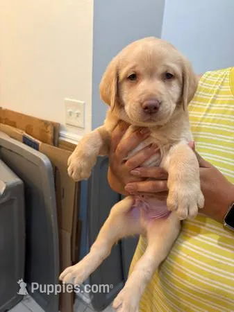 Yellow Male Lab puppy  – Labrador Retriever puppy for sale in Riverview, FL