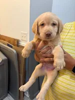 Yellow Male Lab puppy , a male Labrador Retriever for sale in Riverview, FL – 1 of 1