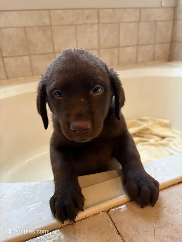 Chocolate Female Lab 4 – Labrador Retriever puppy for sale in Riverview, FL