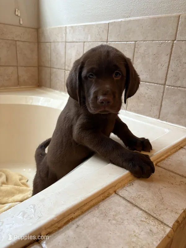 Chocolate Female Lab 3 – Labrador Retriever puppy for sale in Riverview, FL