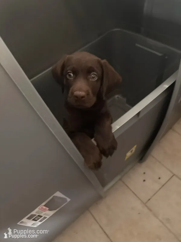 Snuggle GIRL Chocolate Lab Female L-3 – Labrador Retriever puppy for sale in Riverview, FL