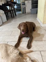Chocolate Lab Male “Rocky”, a male Labrador Retriever for sale in Riverview, FL – 1 of 4