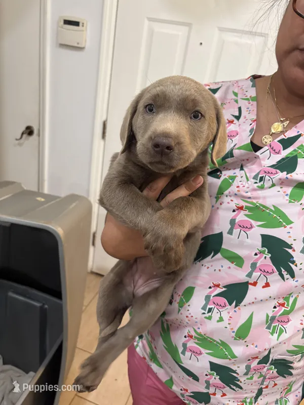 Silver Female Lab #4