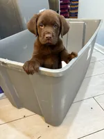 Chocolate Male Lab 15, a male Labrador Retriever for sale in Riverview, FL – 1 of 1