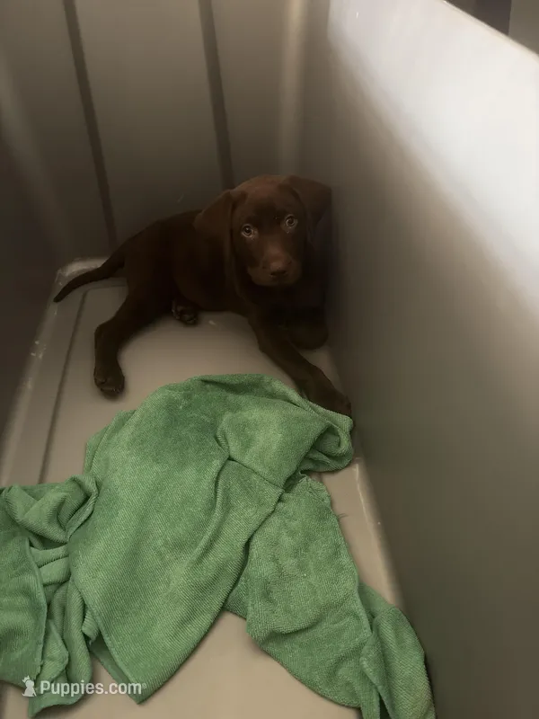 Chocolate Lab Female 10 – Labrador Retriever puppy for sale in Riverview, FL