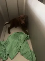 YOUNG GIRL Chocolate Lab Female 10, a female Labrador Retriever for sale in Riverview, FL – 1 of 1