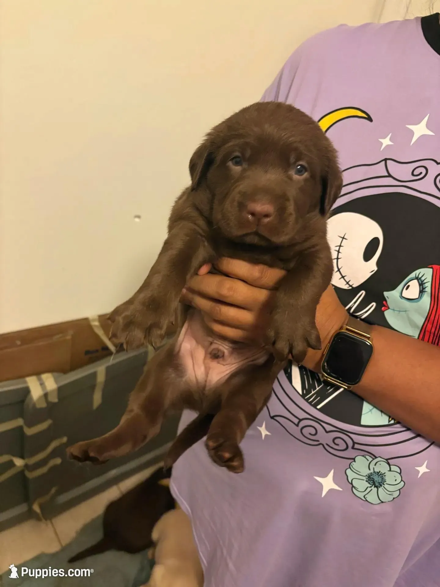 Chocolate Lab Male 3 – Labrador Retriever puppy for sale in Riverview, FL