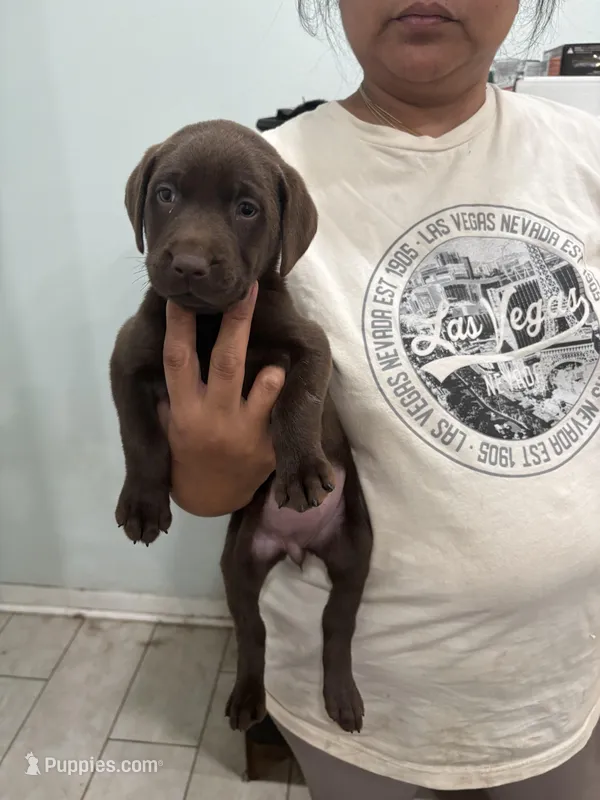Chocolate Lab Female 10 – Labrador Retriever puppy for sale in Riverview, FL