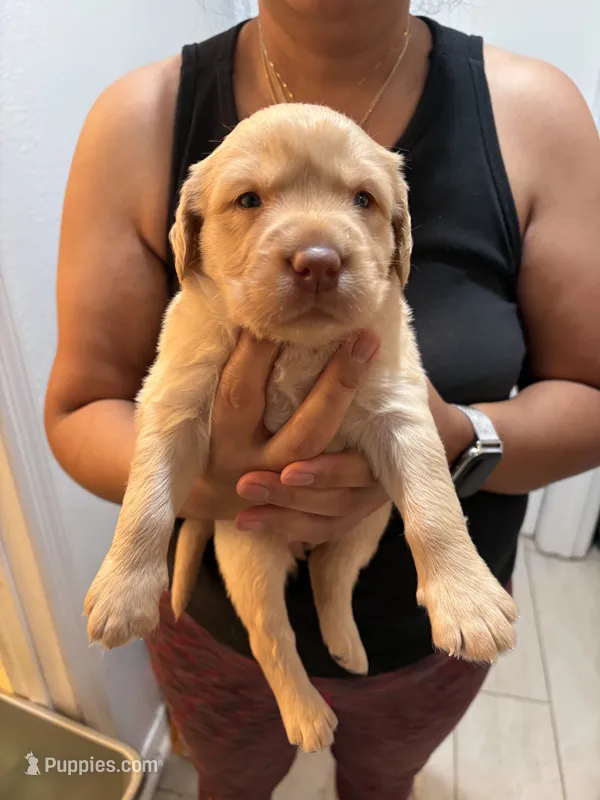 Yellow Lab Female #11 – Labrador Retriever puppy for sale in Riverview, FL