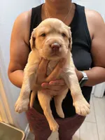 Yellow Lab Female #11, a female Labrador Retriever for sale in Riverview, FL – 1 of 1