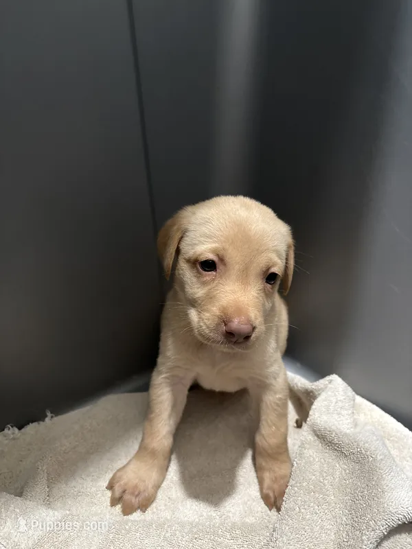 Yellow Female Lab Pup  # 7 – Labrador Retriever puppy for sale in Riverview, FL