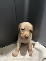 Yellow Female Lab Pup  # 7, a female Labrador Retriever for sale in Riverview, FL – 1 of 1