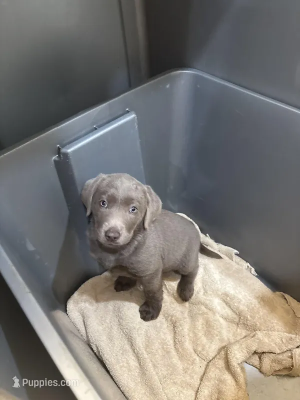 Silver Female Lab – Labrador Retriever puppy for sale in Riverview, FL