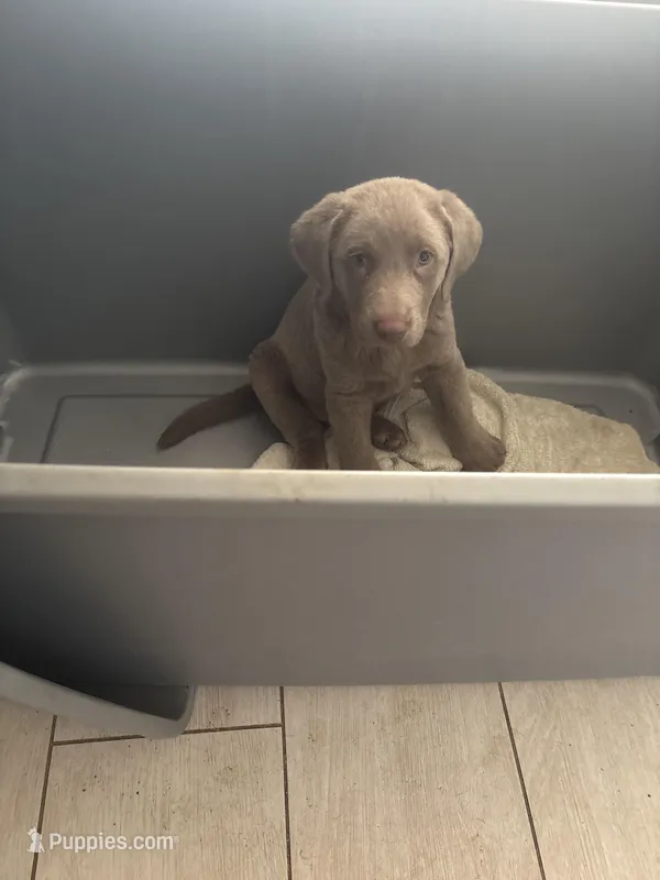 Silver Male Lab T-6 – Labrador Retriever puppy for sale in Riverview, FL
