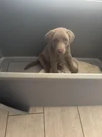 Silver Male Lab T-6, a male Labrador Retriever for sale in Riverview, FL – 1 of 1