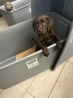 Chocolate Female Lab 16, a female Labrador Retriever for sale in Riverview, FL – 1 of 1