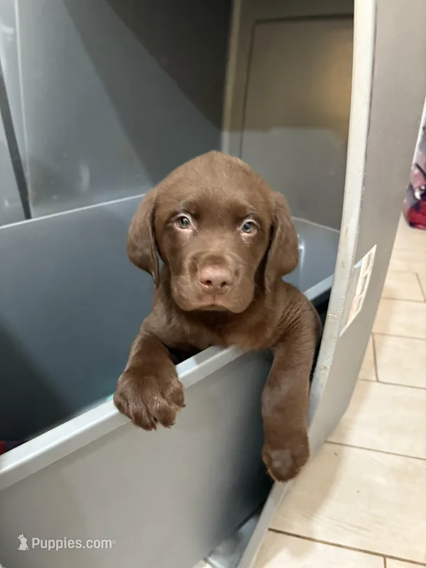 Chocolate Male Lab 16 – Labrador Retriever puppy for sale in Riverview, FL