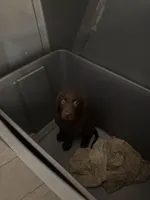 Chocolate Female Lab 19, a female Labrador Retriever for sale in Riverview, FL – 1 of 1