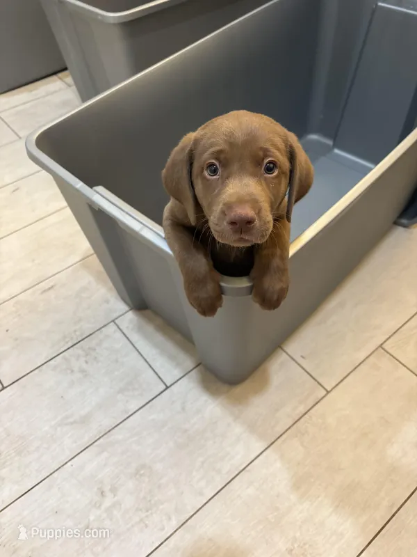 Chocolate Female Lab 20 – Labrador Retriever puppy for sale in Riverview, FL