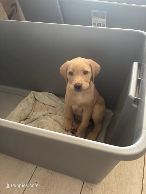 Yellow  Female Lab 7 – Labrador Retriever puppy for sale in Riverview, FL