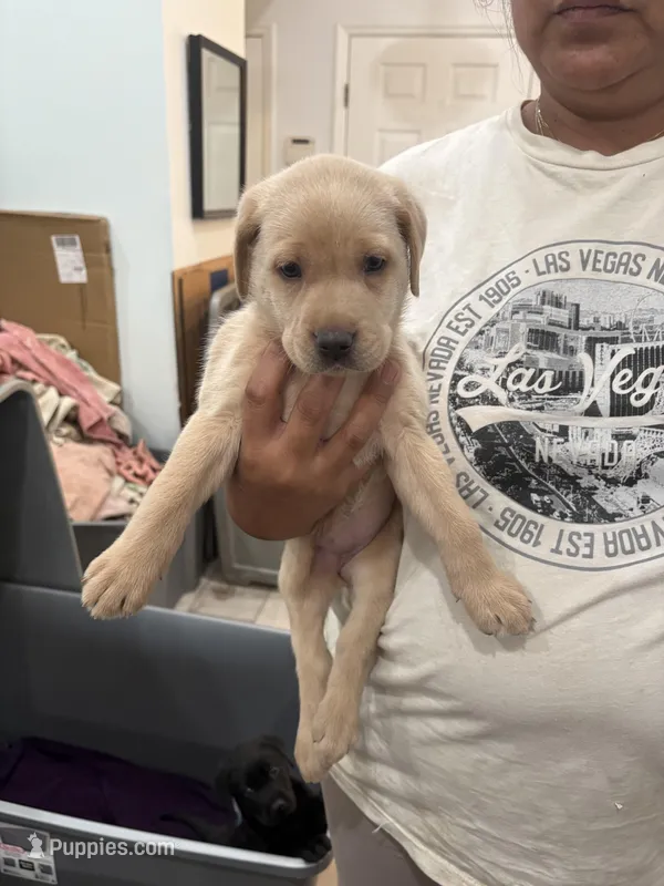 Yellow  Female Lab 7 – Labrador Retriever puppy for sale in Riverview, FL