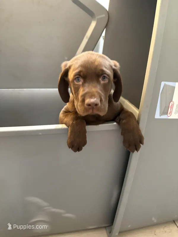 Chocolate Female Lab 2 – Labrador Retriever puppy for sale in Riverview, FL
