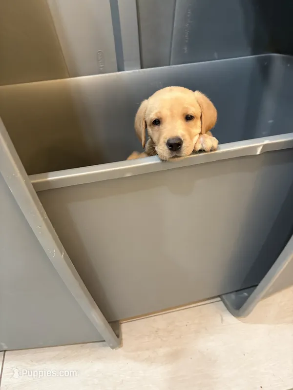 Yellow Female Lab Pup. # 1 – Labrador Retriever puppy for sale in Riverview, FL