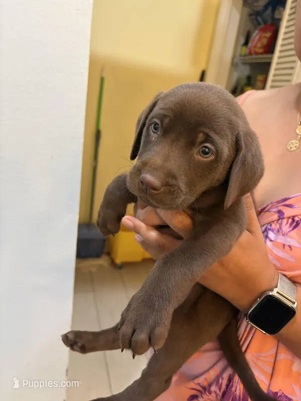 Chocolate Female Lab 1 – Labrador Retriever puppy for sale in Riverview, FL