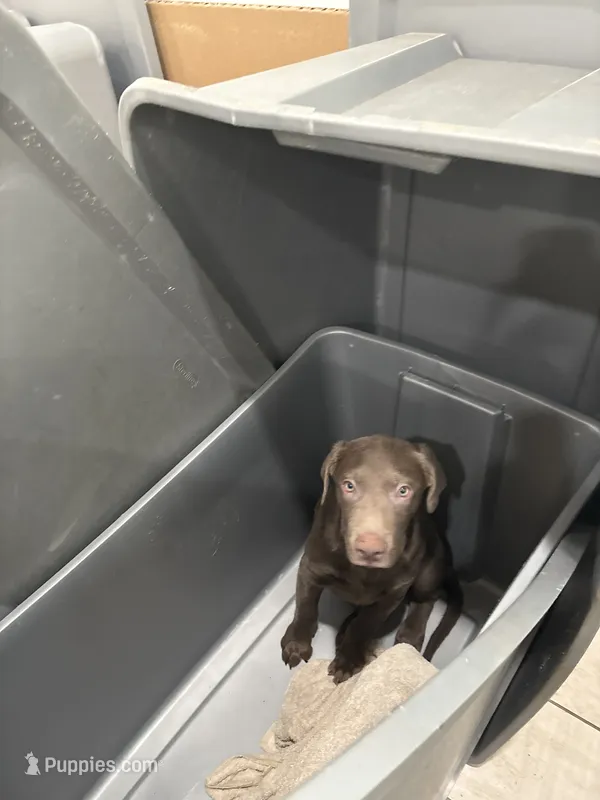 Big Boy Silver Male  Lab  BB-2 – Labrador Retriever puppy for sale in Riverview, FL