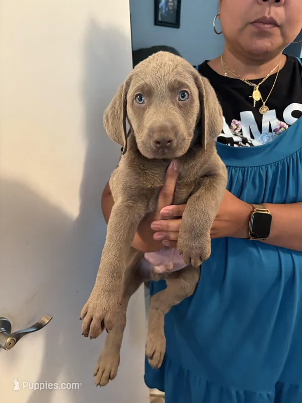 Silver Male Lab   MB-2 – Labrador Retriever puppy for sale in Riverview, FL