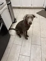 Silver Female.   , a female Labrador Retriever for sale in Riverview, FL – Photo 2 of 2