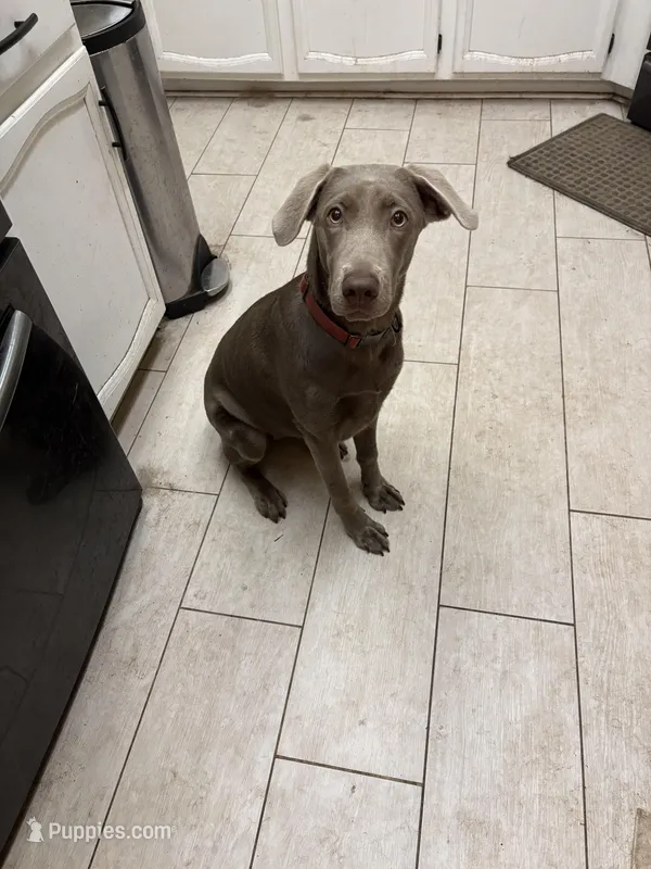 Silver Female.    – Labrador Retriever puppy for sale in Riverview, FL
