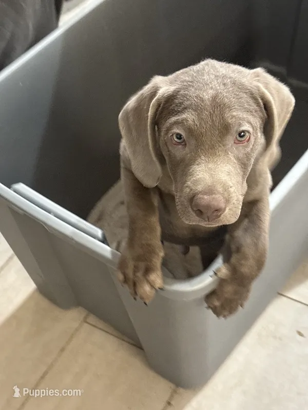 Bumper Silver Male BB-3 – Labrador Retriever puppy for sale in Riverview, FL