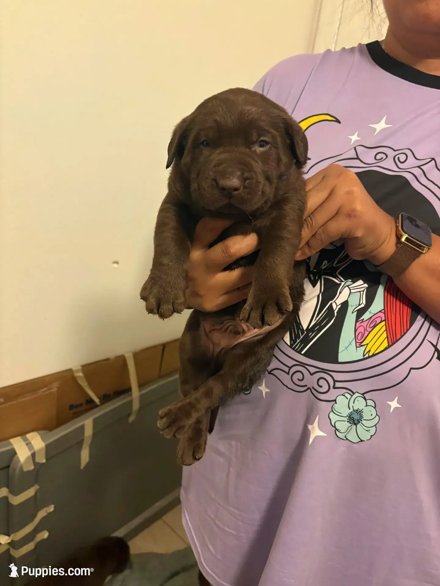 Chocolate Lab Male 4 – Labrador Retriever puppy for sale in Riverview, FL