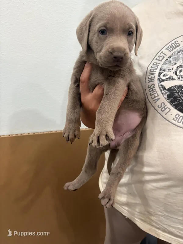 Silver Female Lab 12 – Labrador Retriever puppy for sale in Riverview, FL