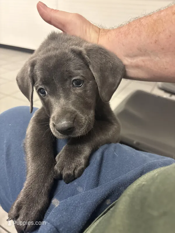 Charcoal Female  – Labrador Retriever puppy for sale in Riverview, FL