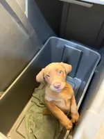 Champagne Female , a female Labrador Retriever for sale in Riverview, FL – 1 of 4