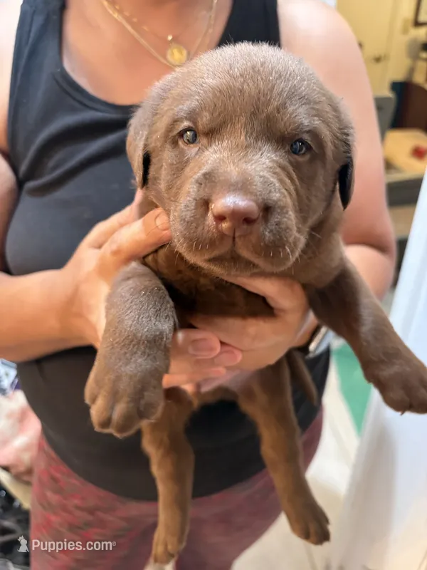 Chocolate Lab Male #2 – Labrador Retriever puppy for sale in Riverview, FL