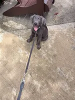 Charcoal Male Lab Puppy , a male Labrador Retriever for sale in Riverview, FL – 2 of 3