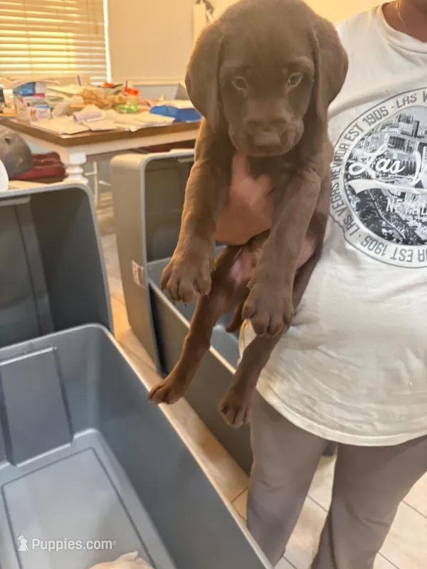 Chocolate Male Lab 4 – Labrador Retriever puppy for sale in Riverview, FL